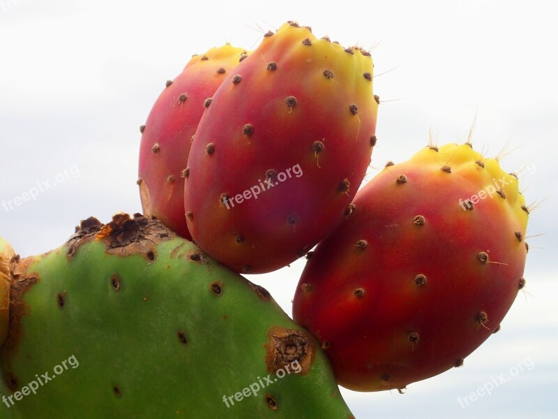 Cactus Farbenspiel Prickly Trio Mediteran