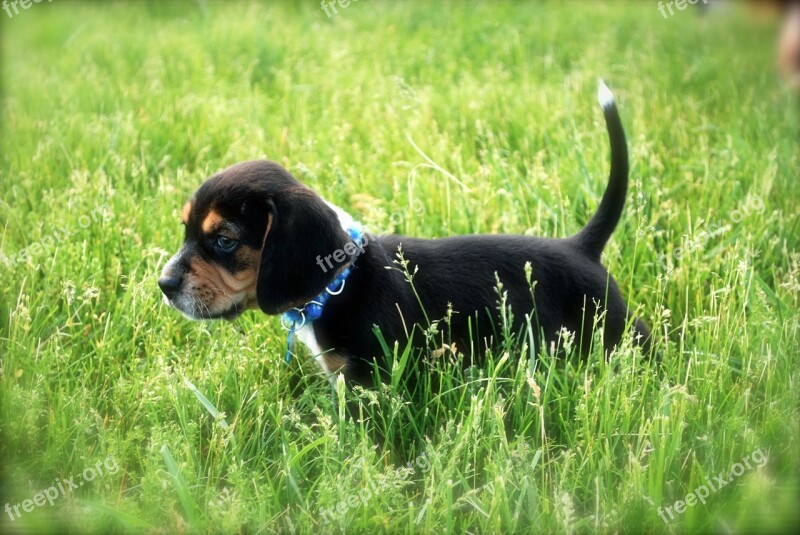 Dog Beagle Puppy Free Photos