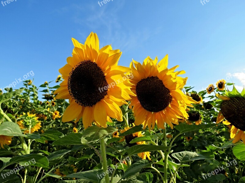 Sunflower Field Sunflower Field Summer Yellow