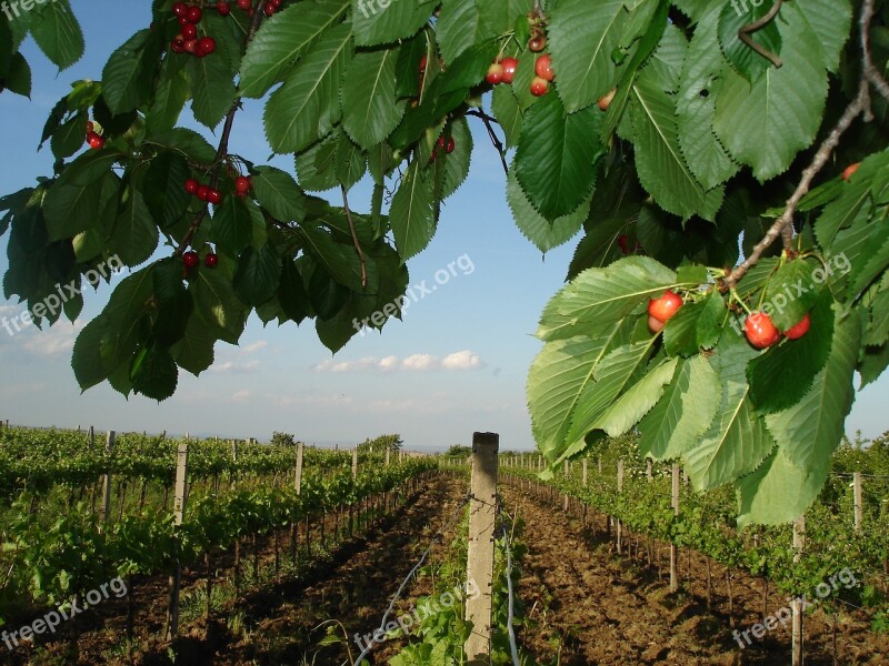 Wine Vine Cherry Vines Burgenland