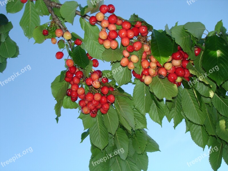 Cherries Spring Fruit Tree Cherry Tree