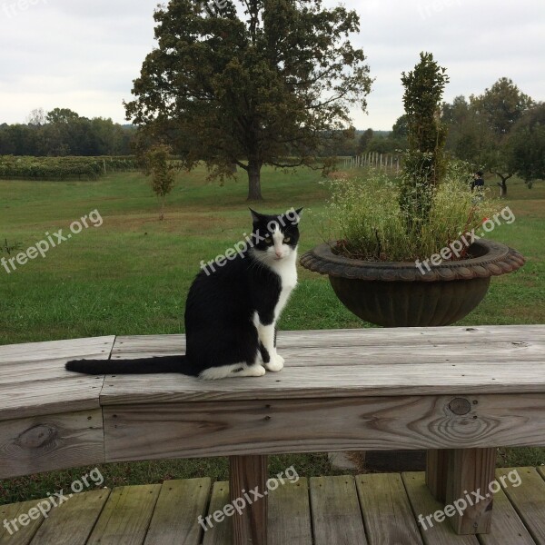 Winery Kentucky Cat Countryside Free Photos