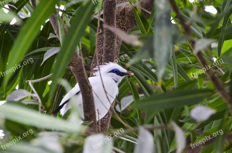 Bali Starling Bird Exotic Exotic Bird Nature