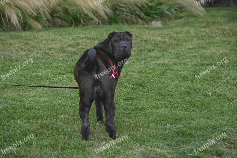 Dog Charpei Canine Animal Animals