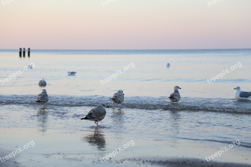 Birds The Seagulls Winter Ice Beach