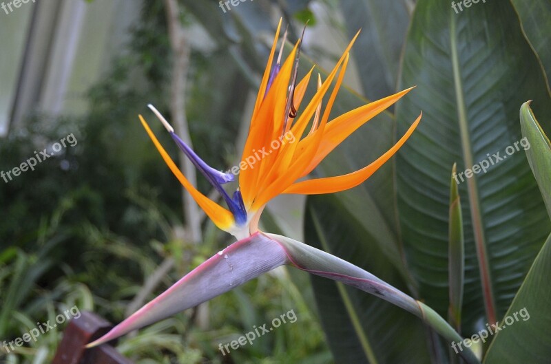 Bird Of Paradise Flower Strelizie Bright Colours Exotic Orange