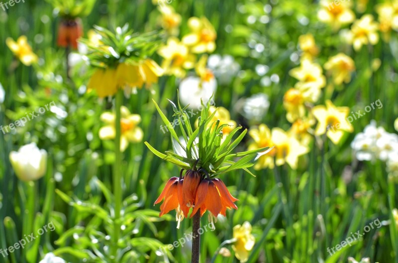 Imperial Crown Spring Flower Plant Blossom