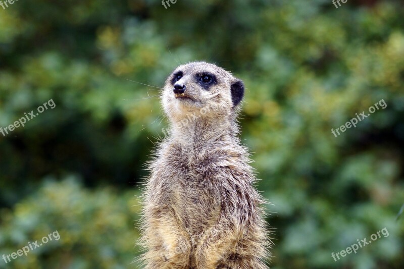 Mongoose Zoo állatportré Is Watching Africa