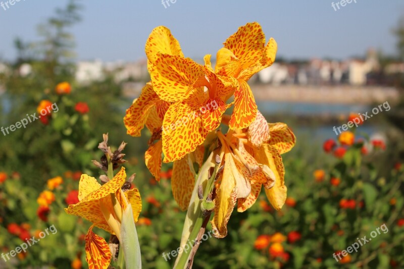 Flower Iris Blossom Bloom Free Photos