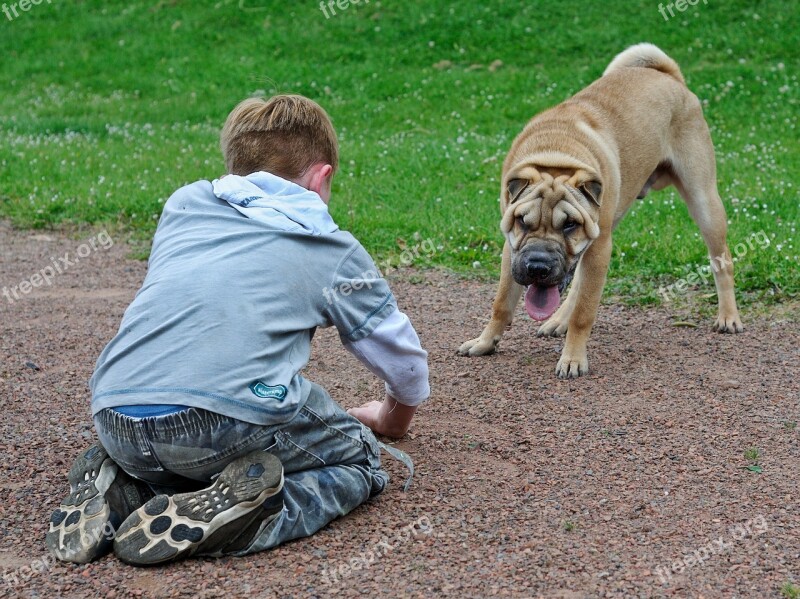 Child Dog Play Sharpei Free Photos