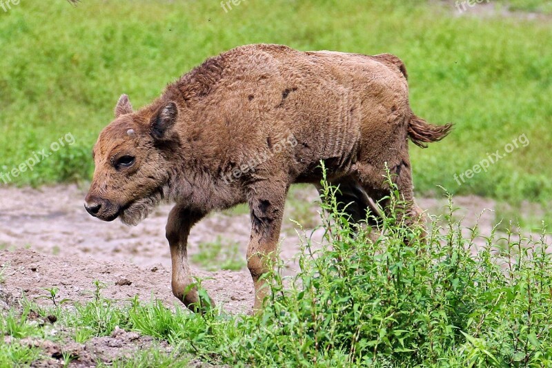 Zoo Lüneburg Heath Bison Baby Small Animal