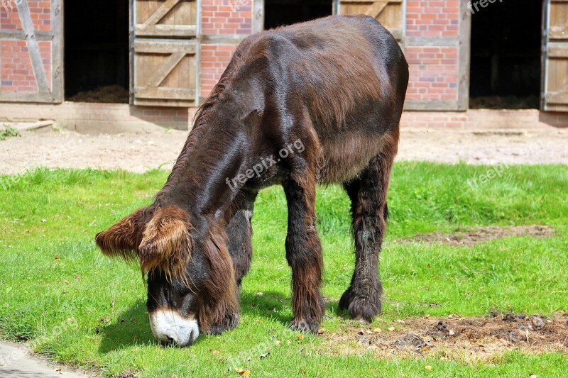 Zoo Lüneburg Heath Donkey Eat Animal