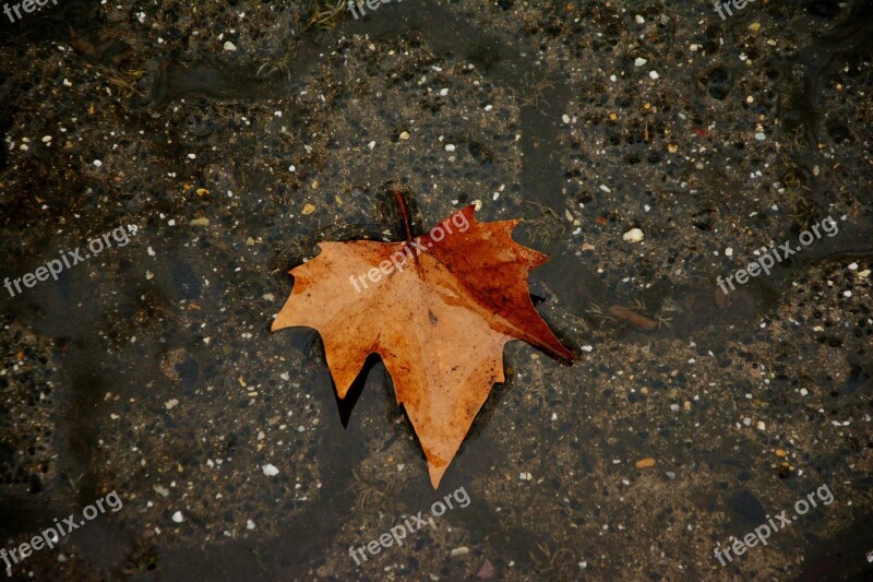 Autumn Leaf Dark Rain Background Texture