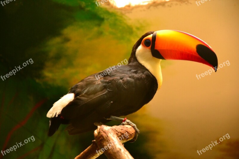 Animal Animals Nature Toucan Toucans