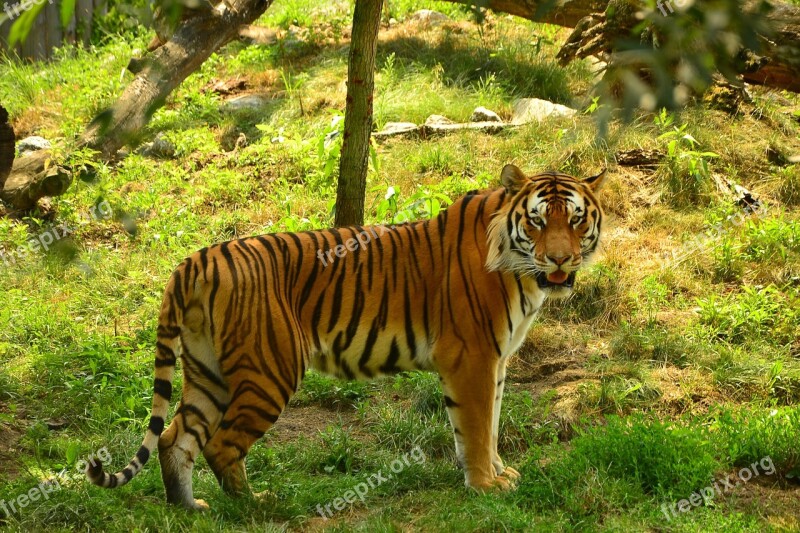 Tiger Zoo Tigers Animal Nature