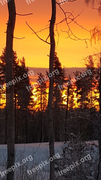 Sunrise Forest Tree Morning Sky Nature