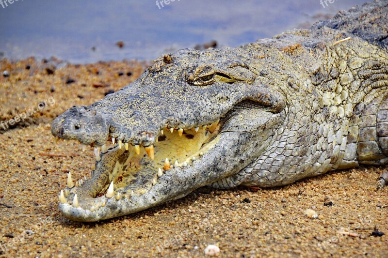 Crocodile Ghana Africa West Africa Sacred Crocodiles