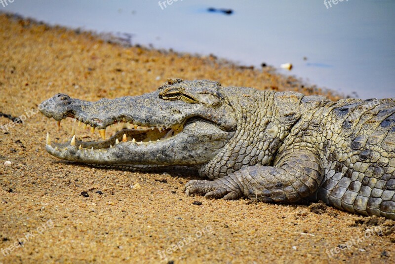 Crocodile Ghana Africa West Africa Sacred Crocodiles