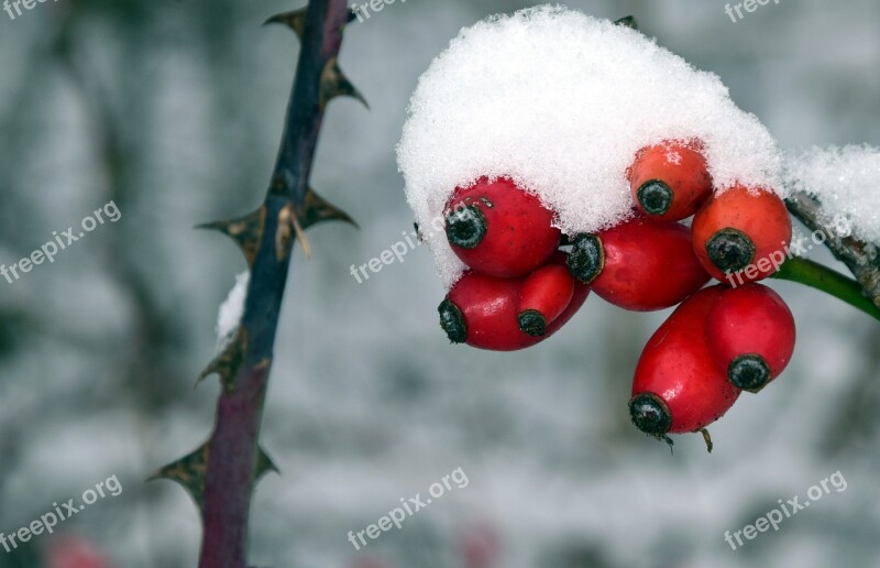 Rose Hip Winter Cold Ice Snow