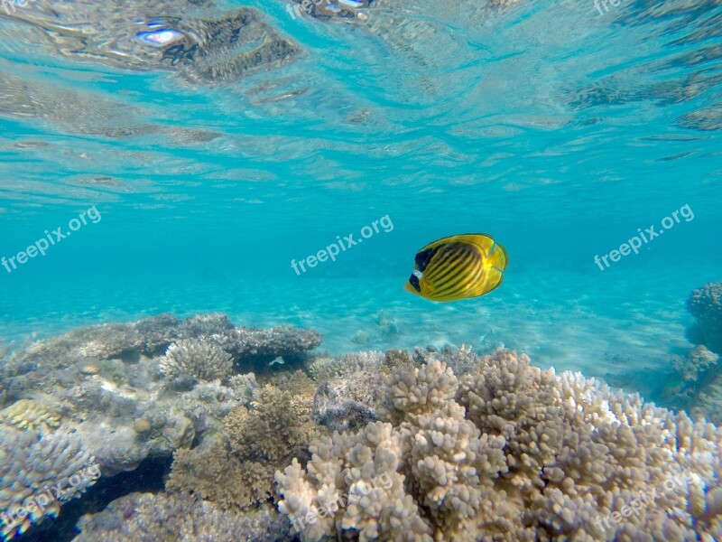 Angelfish Underwater Sea Underwater World Fish