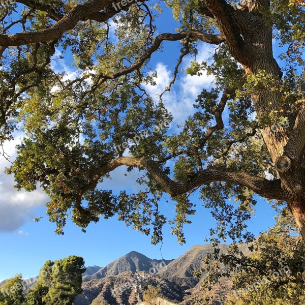 Mountains Oak Tree Telephone Wire Nature Oak