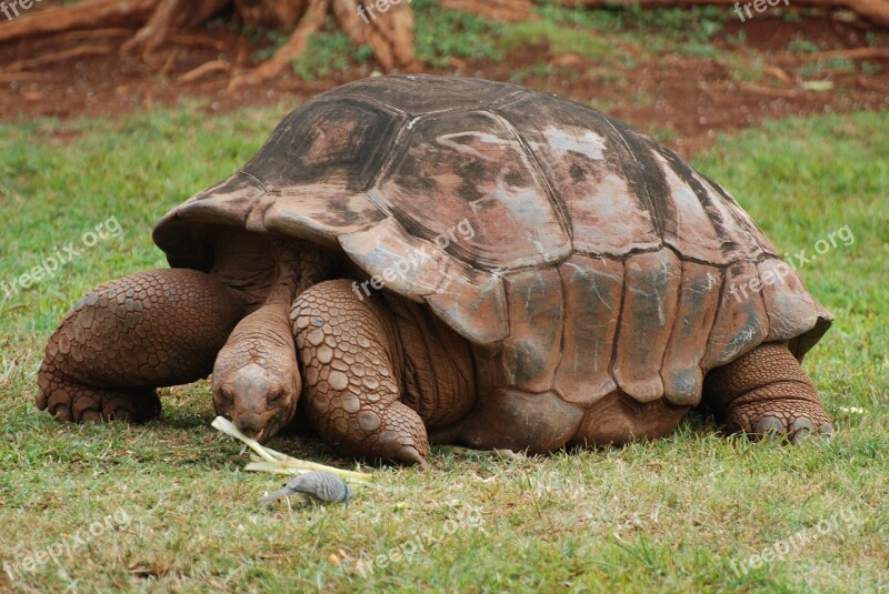 Animal Tortoise Land Turtle Free Photos