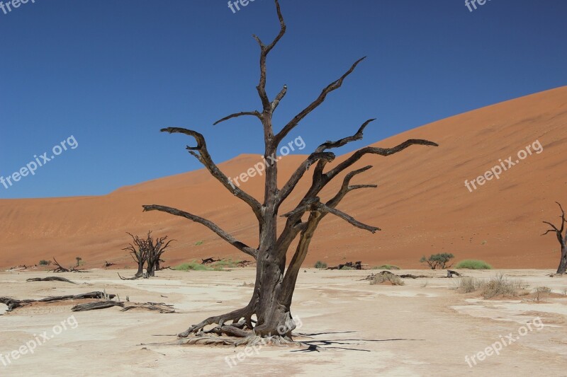 Namibia Desert Sand Africa Tree