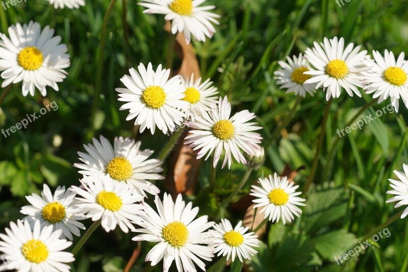 Daisy Nature Meadow Flower Spring