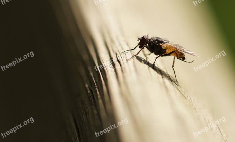 Fly Insect Wing Nature Close Up