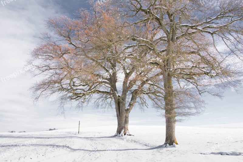 Tree Winter Nature Snow Winter Landscape