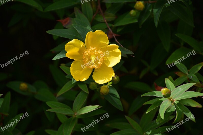 Flower Anemone Yellow Flower Garden Plant