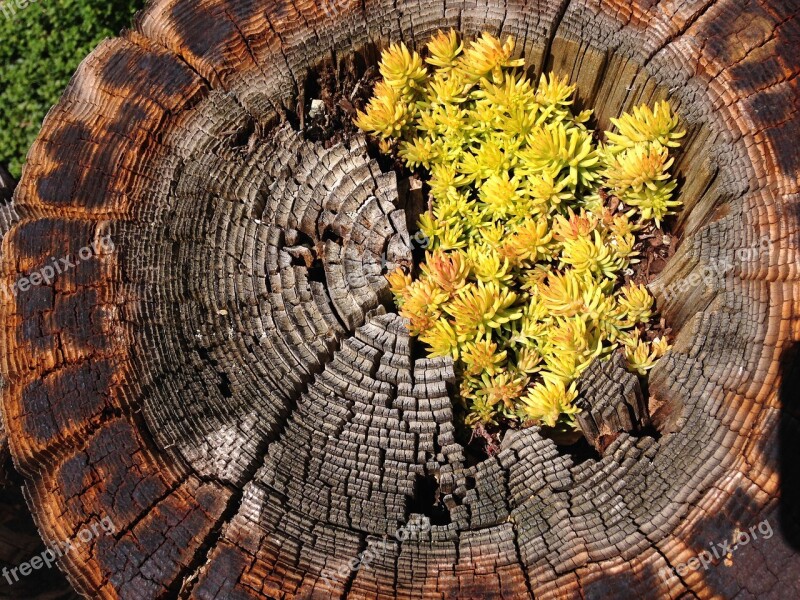 Tree Trunk Log Plant Succulents