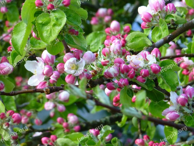 Apple Blossom Spring Blossom Bloom Free Photos