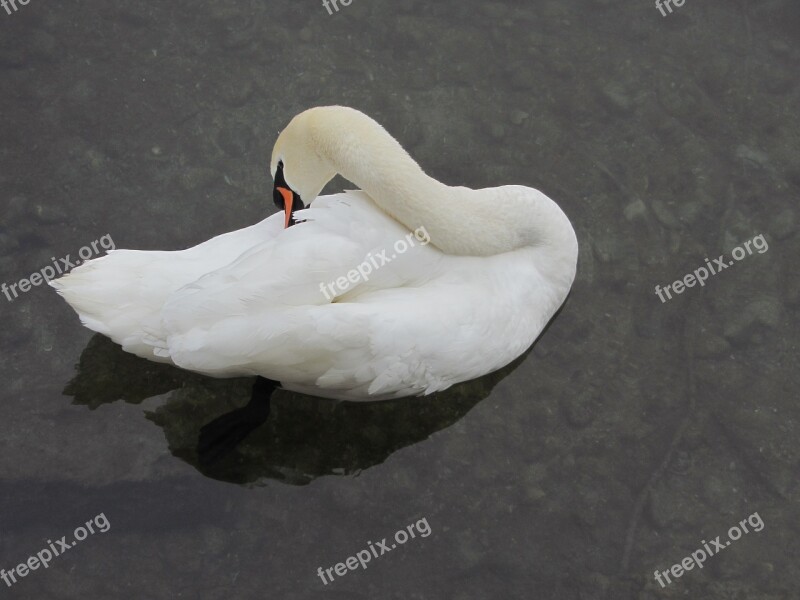 Swan Clean Up River Zurich Switzerland