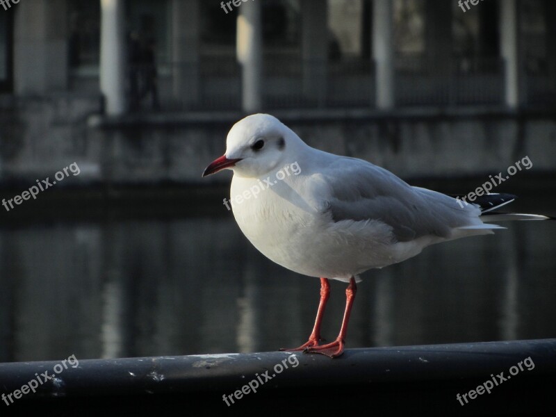 Seagull Railing Zurich Switzerland Vogelnahaufnahme