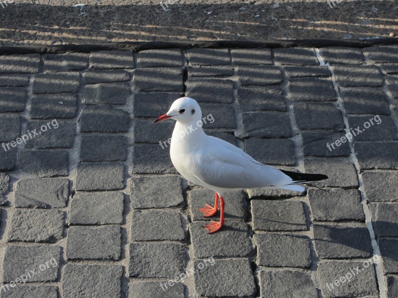 Seagull Cobblestones Zurich Switzerland Vogelnahaufnahme