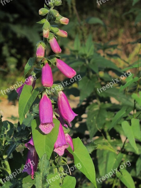 Thimble Plant Flower Hanging Blossom