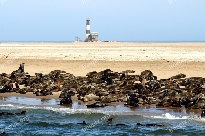 Seals Animals Namibia Robbe Sea