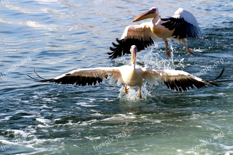 Pelicans Namibia Pelican Point Flying Bird