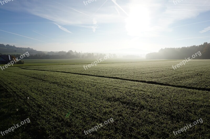 Cereals Wheat Meadow Sunrise Fog