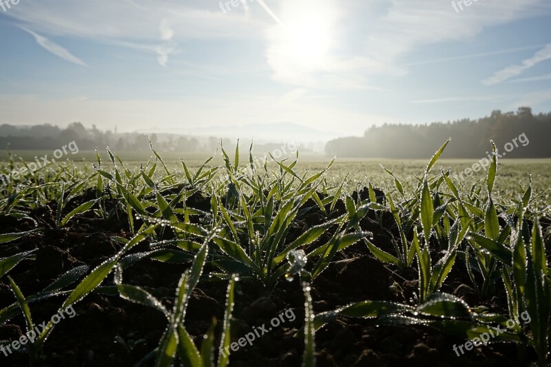 Cereals Wheat Meadow Sunrise Fog