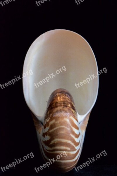 Shells Sea Shell Nautilus Shell Sea