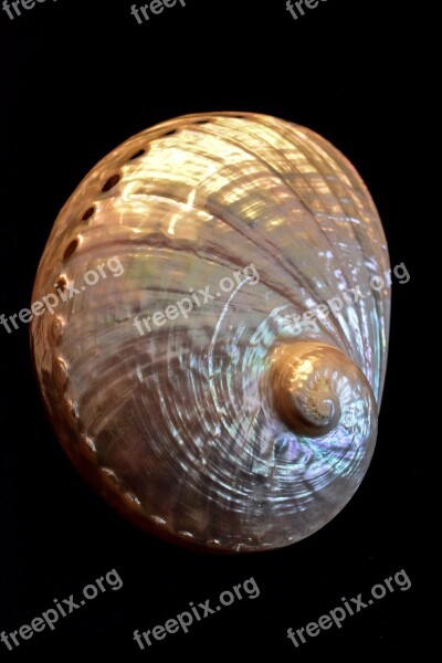 Shell Abalone Sea Shell Free Photos