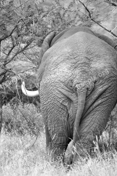 Elephant Africa South Africa Pachyderm Rear