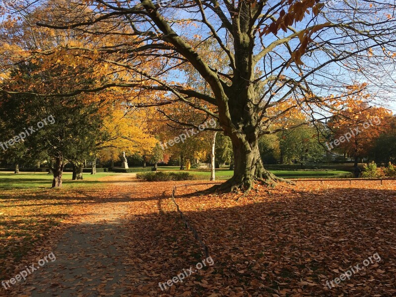 Autumn Leaves Tree Fall Nature