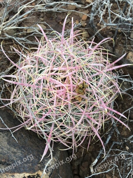 Cactus Barrel Cactus Desert Utah Cacti