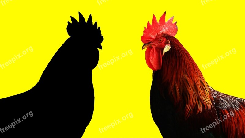 Cock Year Of The Rooster Yellow Background Animal Bird