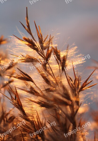 Grass Reflection Sunlit Sunset Dry Grass