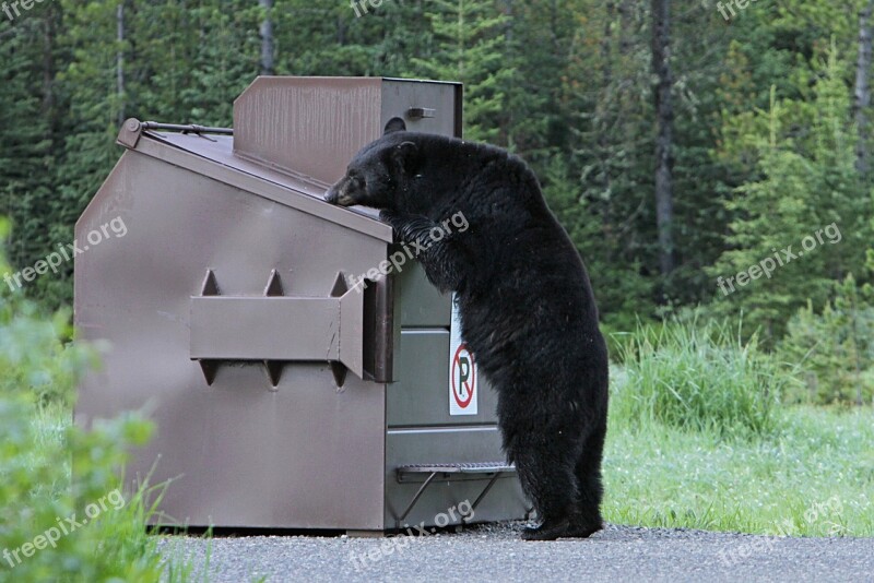 Black Bear Looking Wildlife Nature Predator