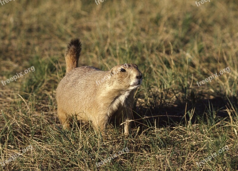 Prairie Dog Wildlife Nature Wilderness Small